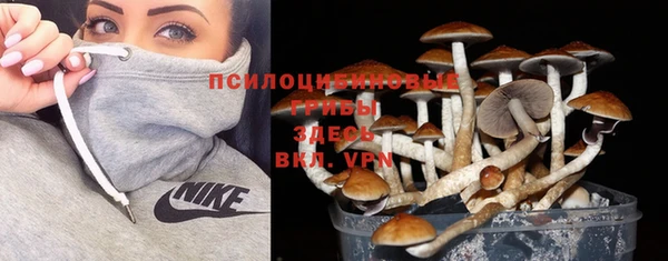 прущие грибы Михайлов