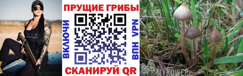 Псилоцибиновые грибы мицелий  сайты даркнета формула  Ликино-Дулёво  MEGA как войти 